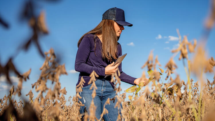 Brazilian female farmer stood in a field tending to her crops